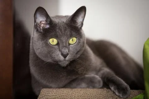 Russian blue cat Stock Photos
