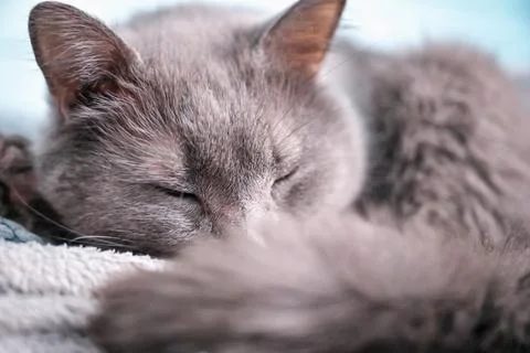 Russian blue cat Stock Photos
