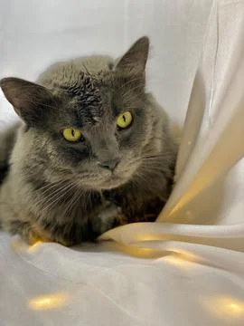 The Russian blue cat Stock Photos