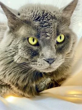 Russian Blue Cat Stock Photos