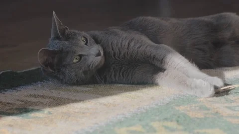 Russian blue cat playing in the sun on the floor 스톡 동영상 129559927