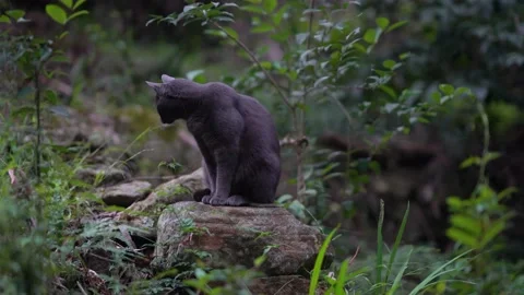 Russian blue cat sits on a stone in a garden with green grass and leaves around. Stockbeeldmateriaal 142358348