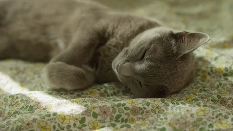 Russian Blue Cat Sleeping on Soft Bed During Cozy Moment Stock Footage 344431792