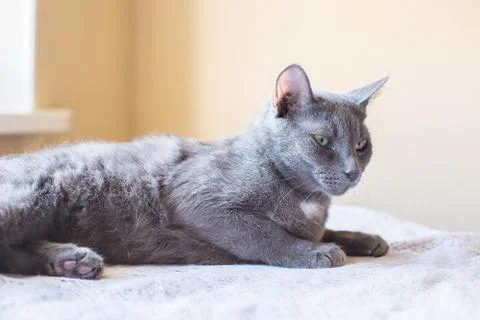 The Russian blue cat. is on the table Stock Photos