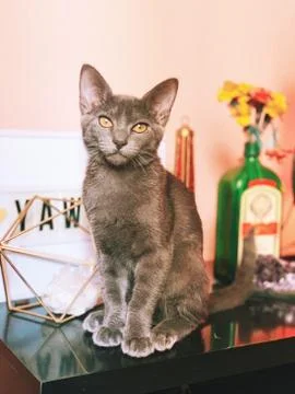 Russian blue cat on table Stock Photos