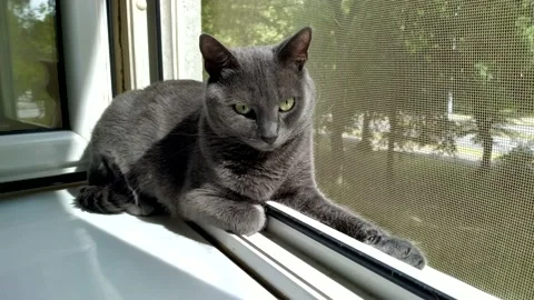 Russian Blue Cat On The Window 库存影片 196685468