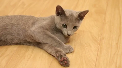 Russian Blue kitten looking around Stock-Footage 46962744