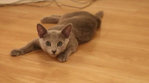 Russian blue kitten looking Stock Footage 45841999