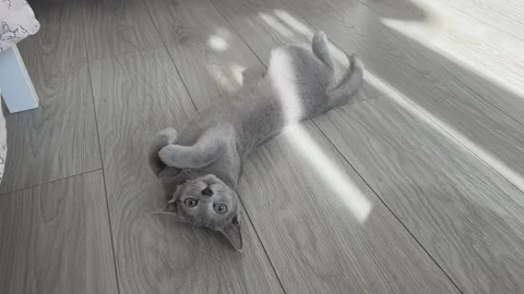 Russian Blue Kitten Rolling Playfully in Sunlight on Wooden Floor Stock Footage 347884673