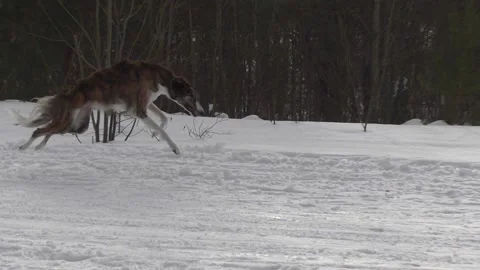 Russian borzoi dog Stock Footage 104559251