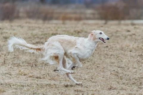 Russian borzoi dog running lure coursing competition on field Stock Photos