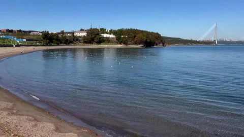 Russian bridge, sea, many seagulls swimming Stock Footage 286788024