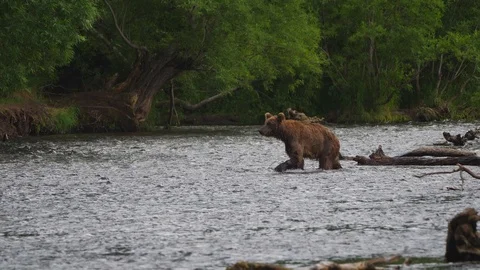 Russian Brown Bear in river chasing Salmon Stock Footage 88547161