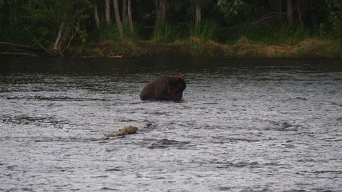 Russian Brown Bear in river eating Salmon Video stock 88547259