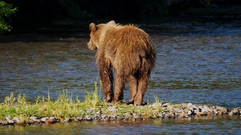 Russian Brown Bear at river edge Stock Footage 88549956