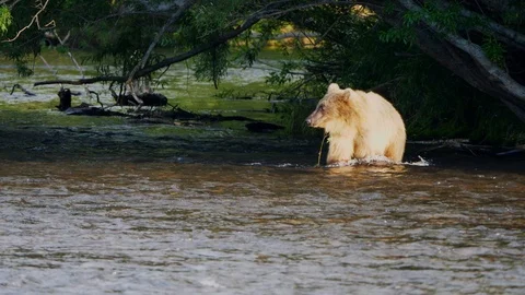 Russian Brown Bear in river Stock Footage 88548816