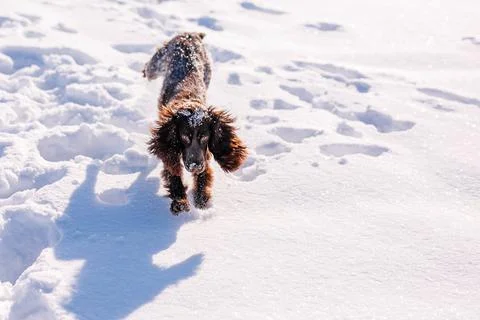 Russian brown spaniel running, playing, shoveling snow in a snowy field Foto stock