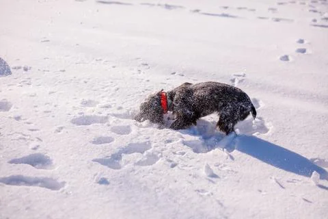Russian brown spaniel running, playing, shoveling snow in a snowy field Stock Photos