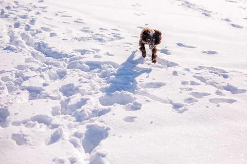 Russian brown spaniel running, playing, shoveling snow in a snowy field Stock Photos