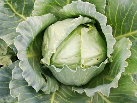 Russian cabbage in the garden Stock Photos