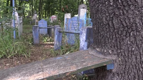 Russian cemetery bench grown into a tree Stock Footage 59949253