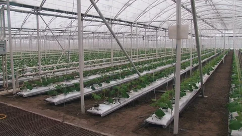 Russian cucumbers in the greenhouse, close-up, leaf Stock Footage 72373826