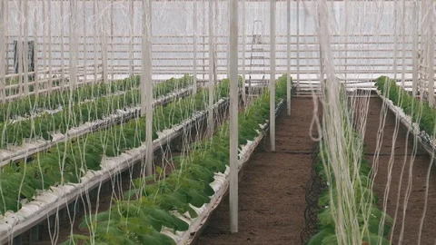 Russian cucumbers in the greenhouse, close-up, leaf Stock Footage 72373834