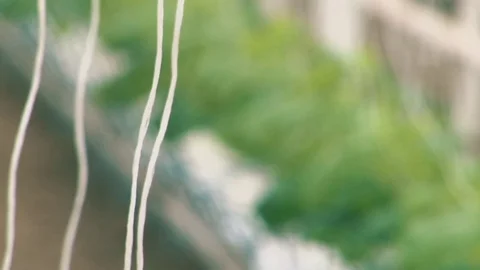 Russian cucumbers in the greenhouse, close-up, leaf Stock Footage 72373836