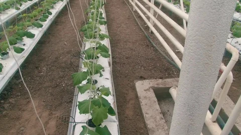 Russian cucumbers in the greenhouse, close-up, leaf Stock Footage 72373845