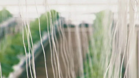 Russian cucumbers in the greenhouse, close-up, leaf Stock Footage 72373852