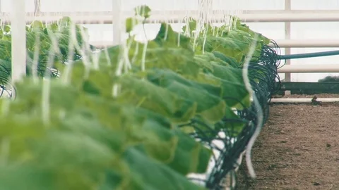 Russian cucumbers in the greenhouse, close-up, leaf Stock Footage 72373860