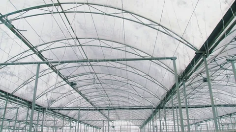 Russian cucumbers in the greenhouse, close-up, leaf Stock Footage 72373861