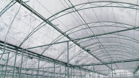 Russian cucumbers in the greenhouse, close-up, leaf Stock Footage 72373867