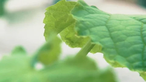 Russian cucumbers in the greenhouse, close-up, leaf Stock Footage 72373868