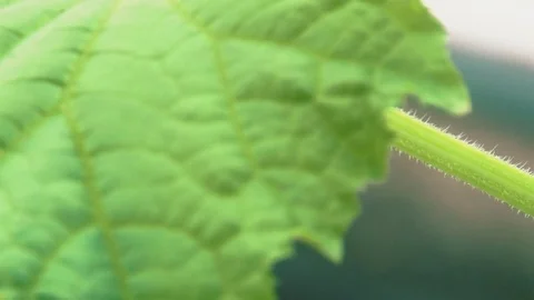 Russian cucumbers in the greenhouse, close-up, leaf Stock Footage 72373875