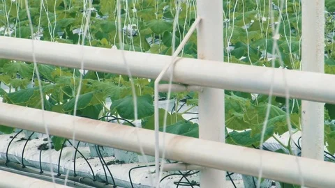 Russian cucumbers in the greenhouse, close-up, leaf Stock Footage 72373881