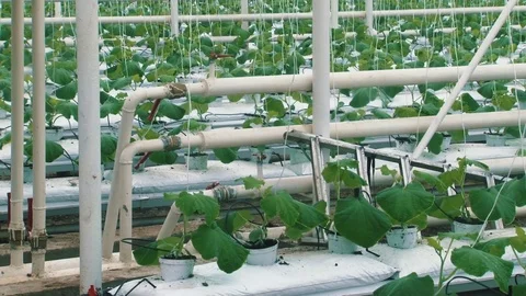 Russian cucumbers in the greenhouse, close-up, leaf Stock Footage 72373882