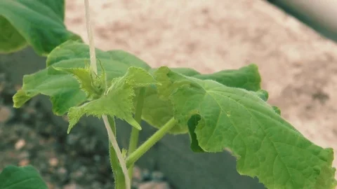Russian cucumbers in the greenhouse, close-up, leaf Stock Footage 72373886