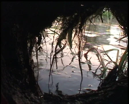 Russian Desman Видео 569455