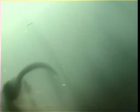 Russian Desman Video stock 570264