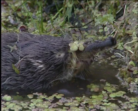 Russian desman Видео 573342