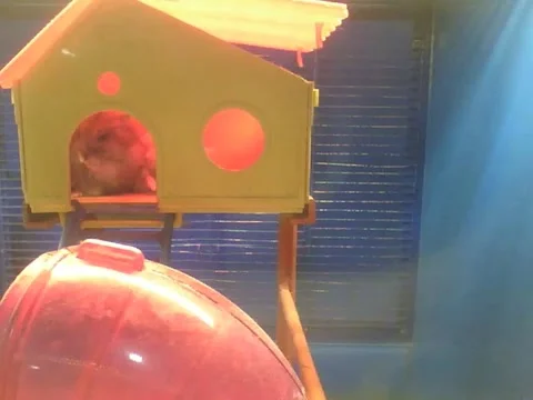 Russian dwarf hamster cleaning his fur at home, that's hygiene! Stock Footage 166424933