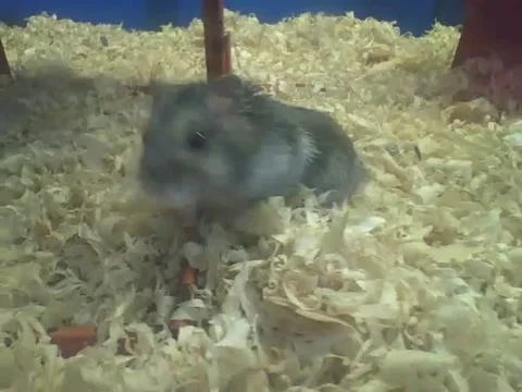 Russian dwarf hamster comes up to the camera to say hi to me Stock Footage 166425104