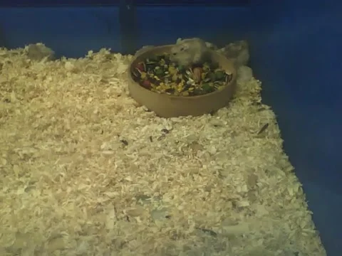 Russian dwarf hamster eating inside of the bowl, there's a lot of food! Stock Footage 161212499