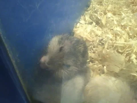 Russian dwarf hamster eats fast, the food must be tasty! Stock Footage 166424271