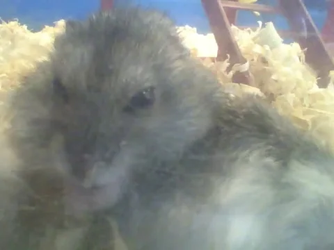 Russian dwarf hamster eats in front of camera, looks yummy and crunchy! Stock Footage 166425290