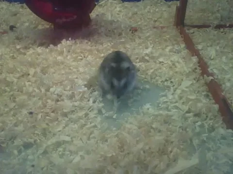 Russian dwarf hamster plays with straw, then runs Stock Footage 161211056