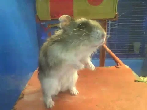 Russian dwarf hamster, stand up in the pet store, it is so cute! Stock Footage 161208277