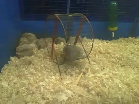Russian dwarf hamster started to work out on the wheel, the brothers just sleep Stock Footage 161212145