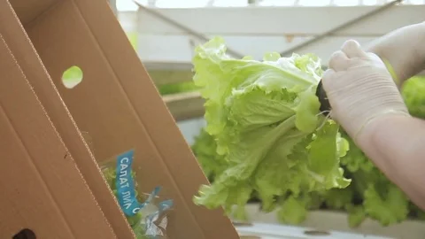 At the Russian enterprise prepare for packing leaves of salad. Stock Footage 77651002